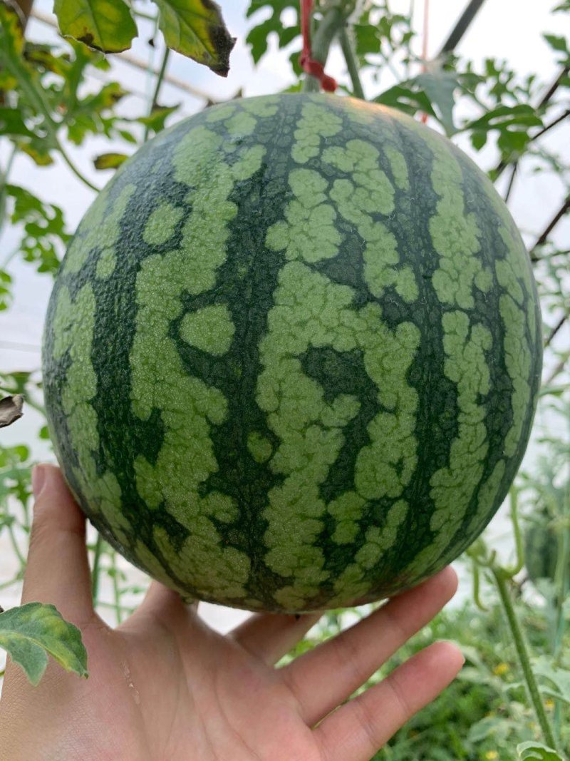 厂家直销西瓜应季