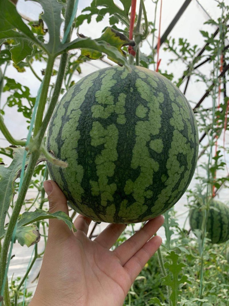 厂家直销西瓜应季