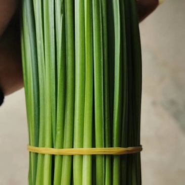 规格齐全韮苔产地直发欢迎联系