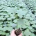 精品秋葵种苗黄秋葵红秋葵，可视频看货物流生鲜加急