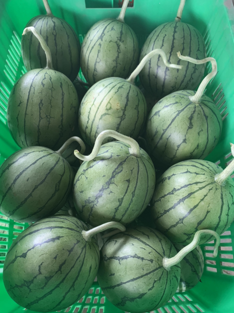西瓜货源充足量大优惠