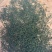 茶园批发龙井茶精品欢迎电话咨询
