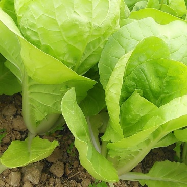 天然新鲜快菜正宗全国直发