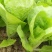 天然新鲜快菜正宗全国直发