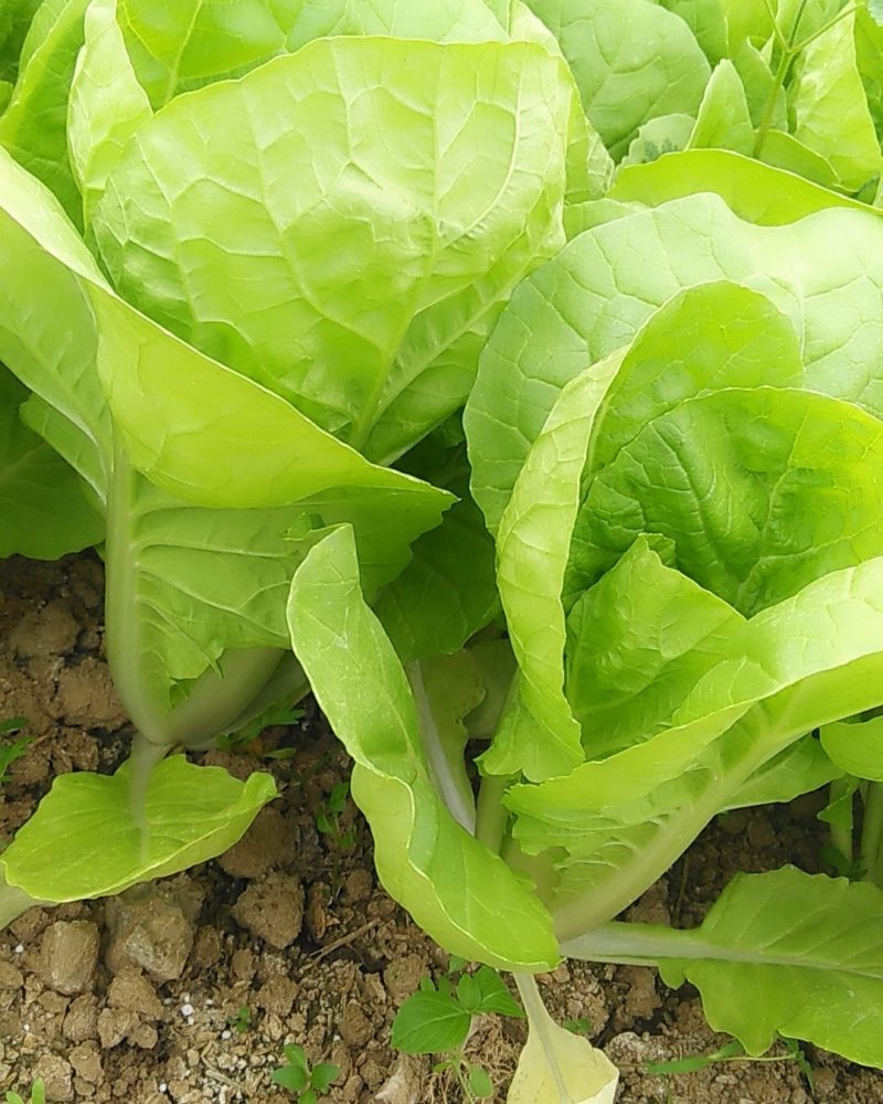 天然新鲜快菜正宗全国直发