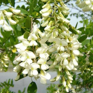 正宗天然新鲜槐花直供基地
