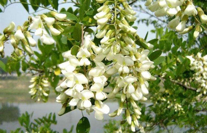 正宗天然新鲜槐花直供基地