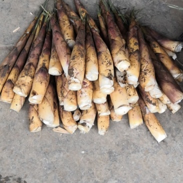 天然新鲜苦笋电商供货量大从优24小时在线服务