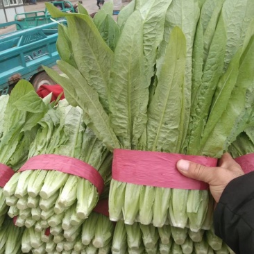超高性价比厂家直销***油麦菜