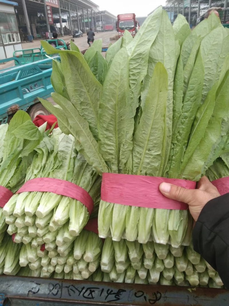 超高性价比厂家直销***油麦菜