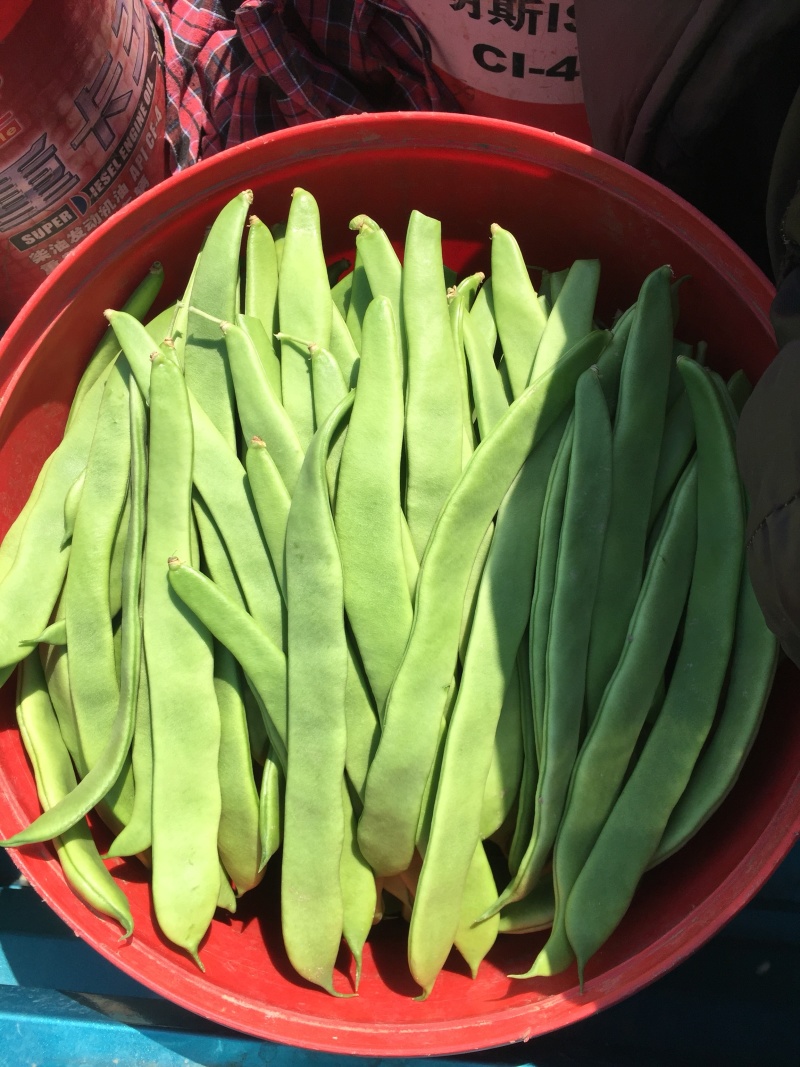 全网低价正宗扁豆，直发产地