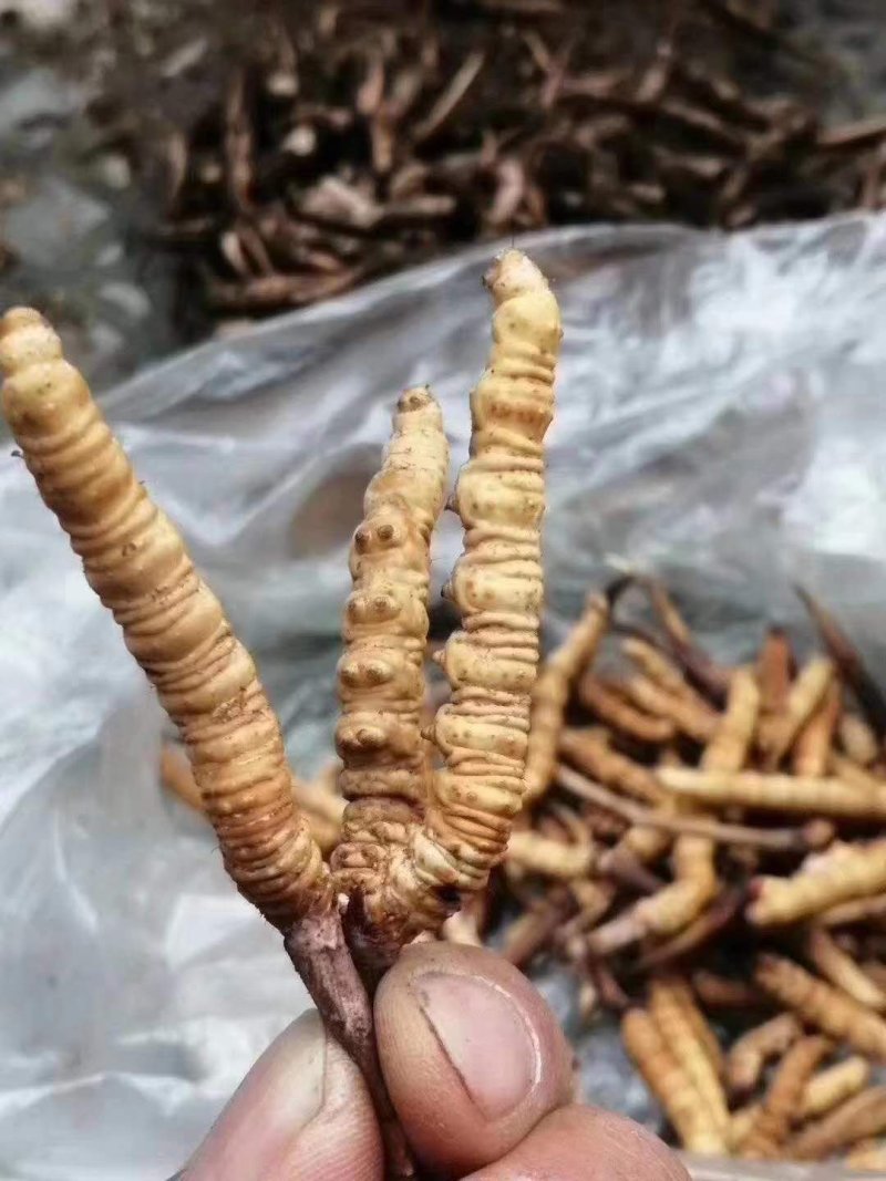 ***原产地虫草全国供应纯正品质