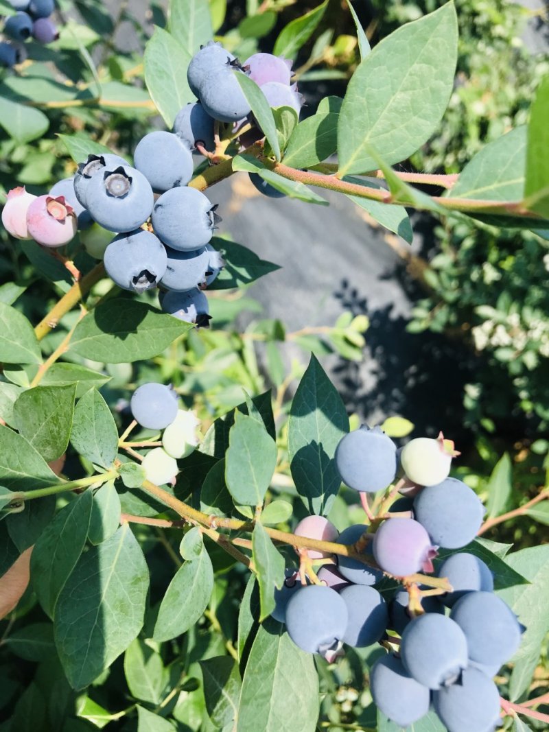 【杭州精品蓝莓】蓝莓产地直供现摘现发