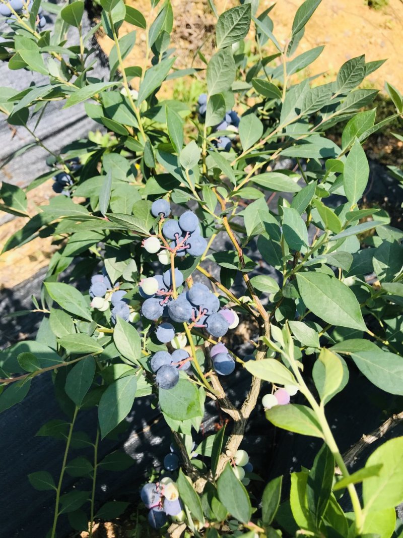 【杭州精品蓝莓】蓝莓产地直供现摘现发