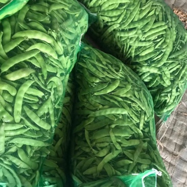 正宗油豆角长期供货价格美丽