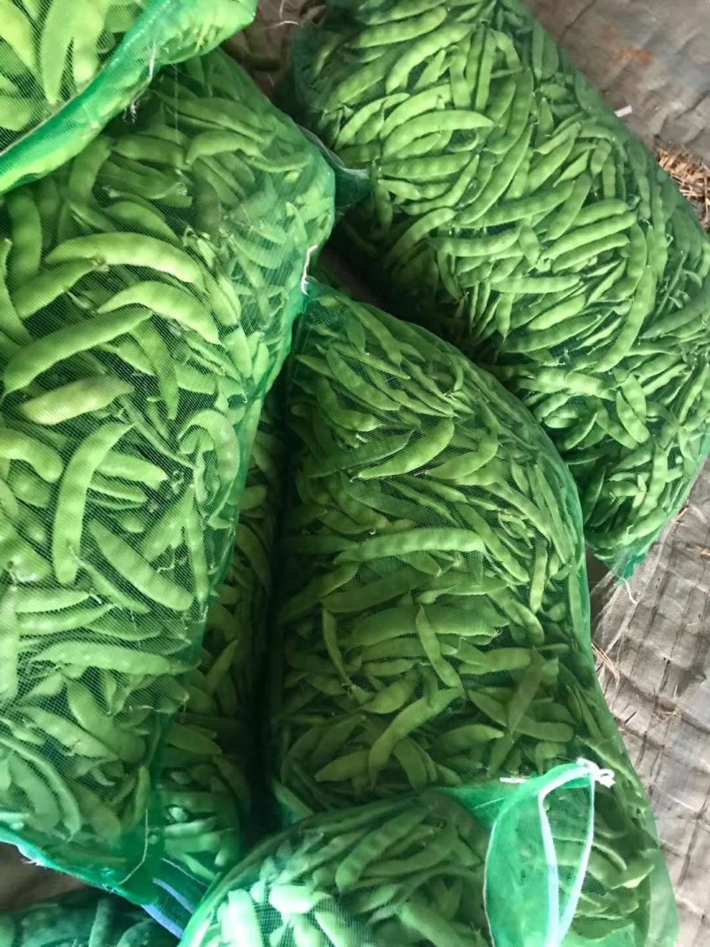 正宗油豆角长期供货价格美丽