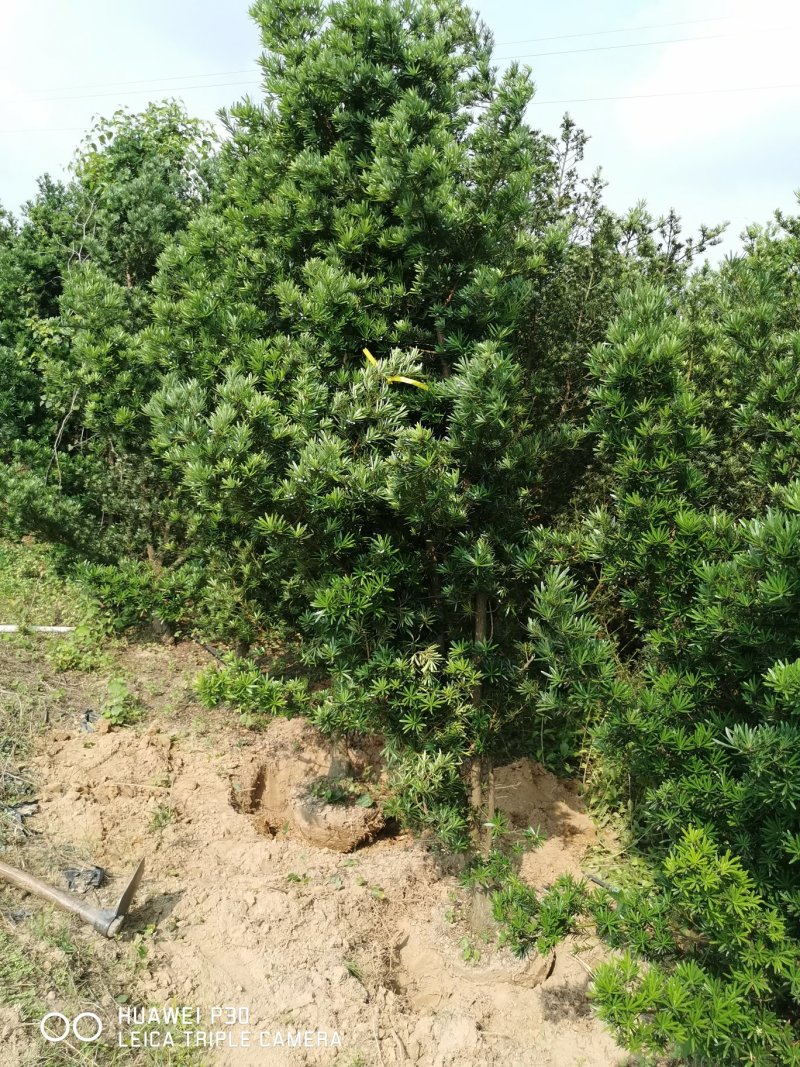 罗汉松5----8公分，大量