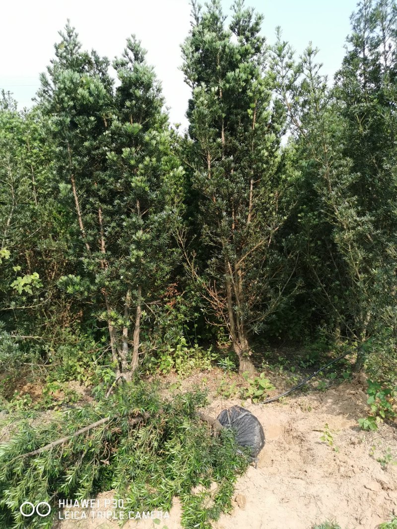 罗汉松5----8公分，大量