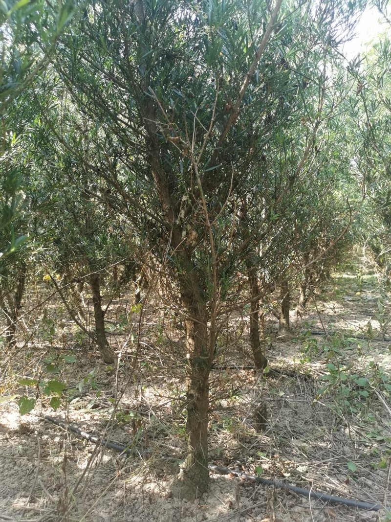 罗汉松5----8公分，大量