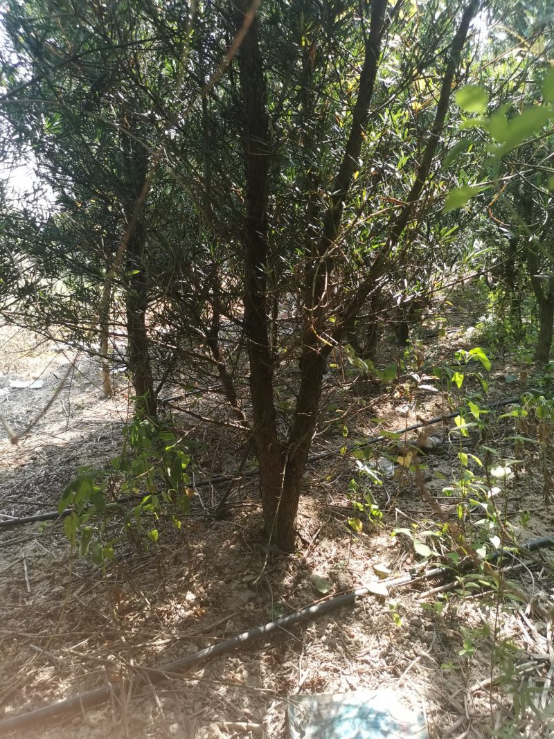 罗汉松5----8公分，大量