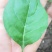 【产地直销】大叶枸杞苗（天精8号）蔬菜市场