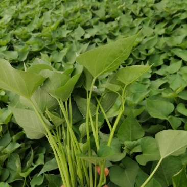 正宗天然新鲜番薯叶直供基地