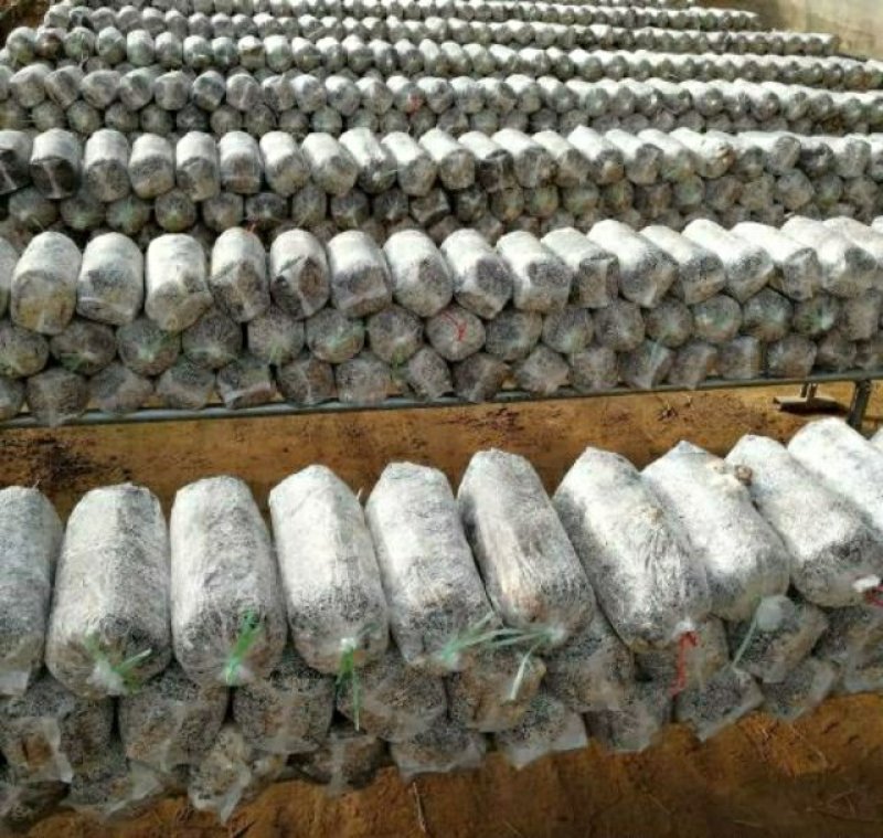 根粗苗壮菌棒长期供货量大从优