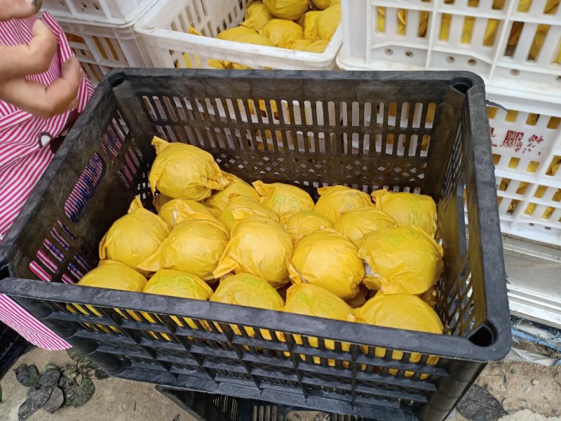 精品自然色皇冠6两以上，产地直发，货源充足，