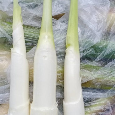 营养多汁茭白长期供应量大优惠
