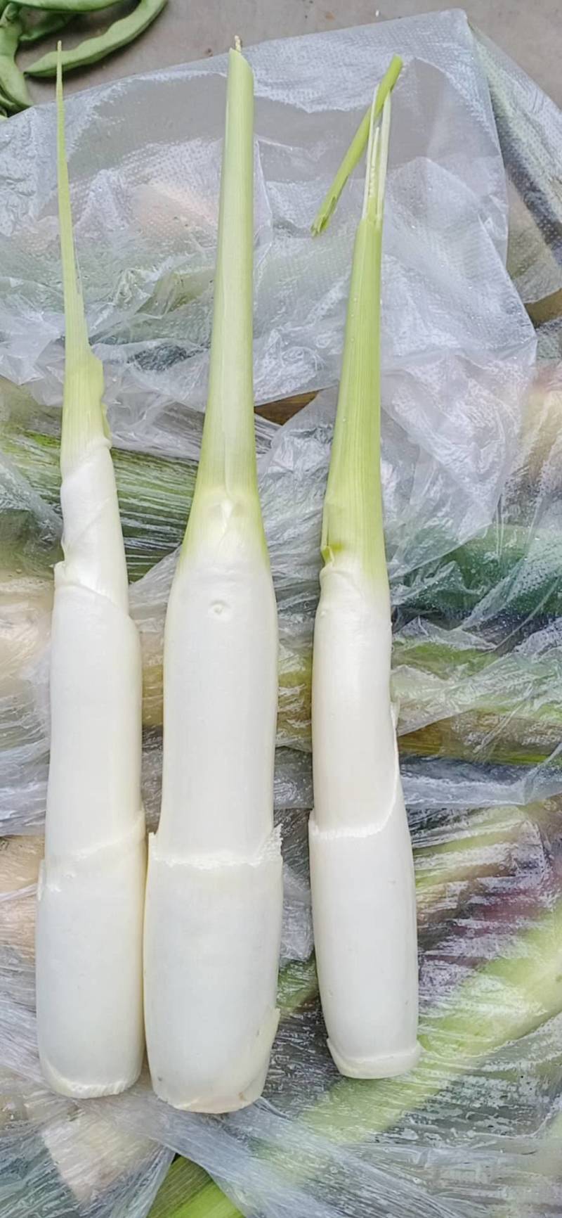 营养多汁茭白长期供应量大优惠