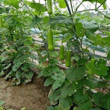 正品保障瓠瓜长期供应价格美丽