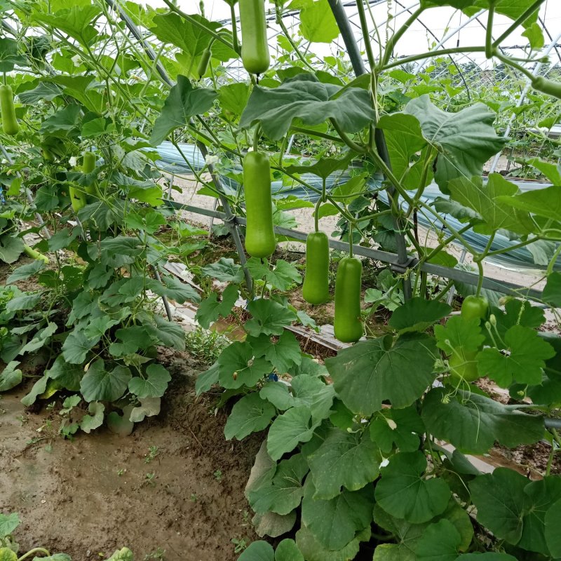正品保障瓠瓜长期供应价格美丽