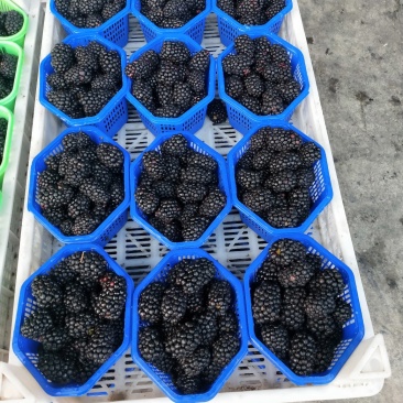 黑莓精品随时可聊