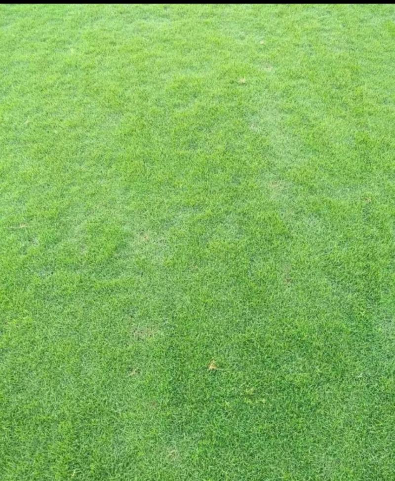 【优质】广西南宁马尼拉草、台湾草、草皮、草坪、草卷