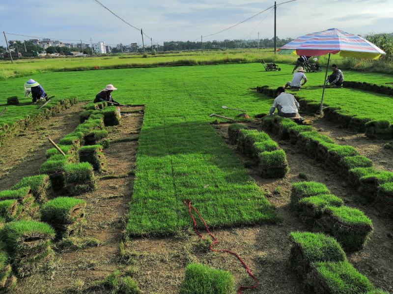 【优质】广西南宁马尼拉草、台湾草、草皮、草坪、草卷