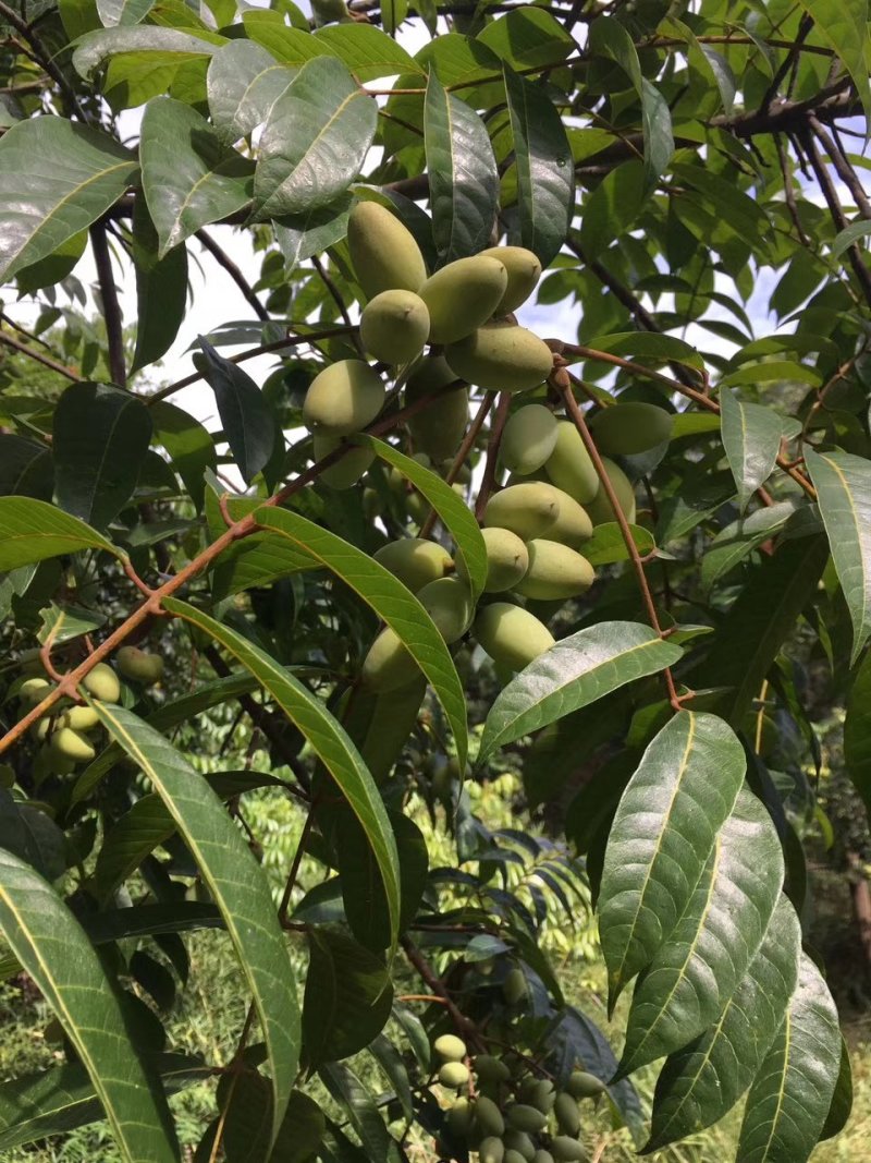 长期供货橄榄最新日期诚信经营