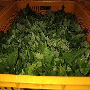 纯正品种优质现挖现发量大从优苕尖种苗