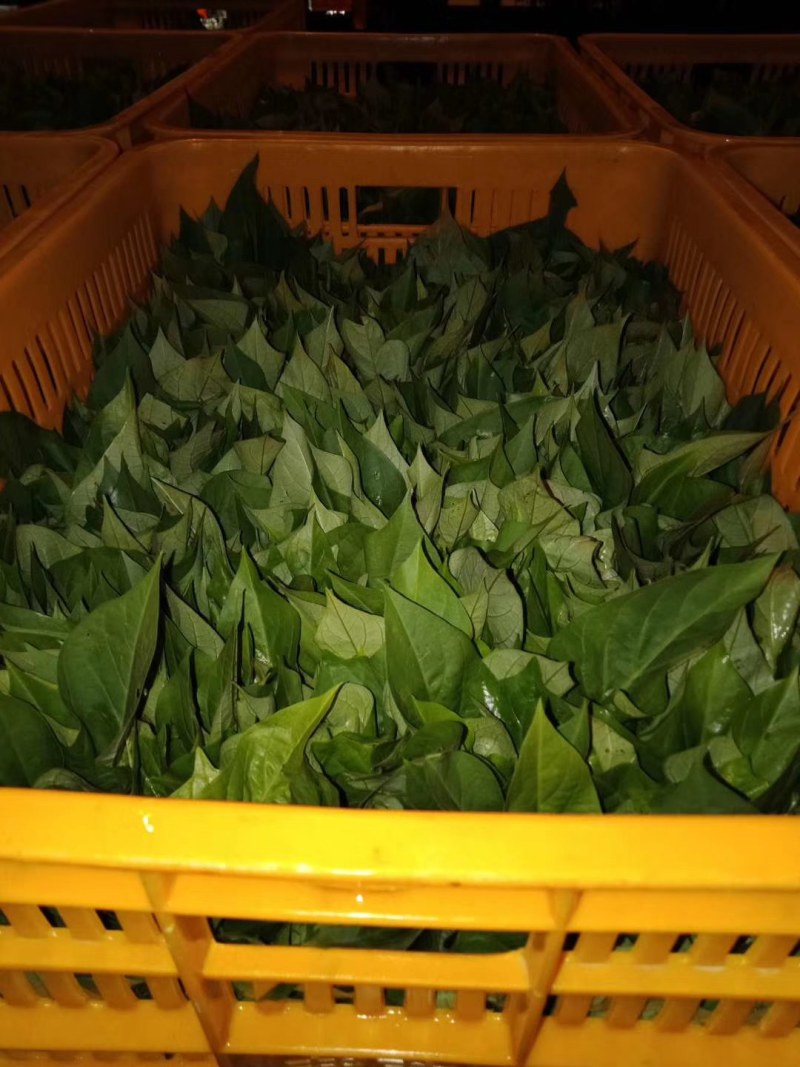 纯正品种优质现挖现发量大从优苕尖种苗