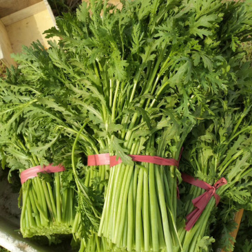 精品茼蒿随时有货全网低价
