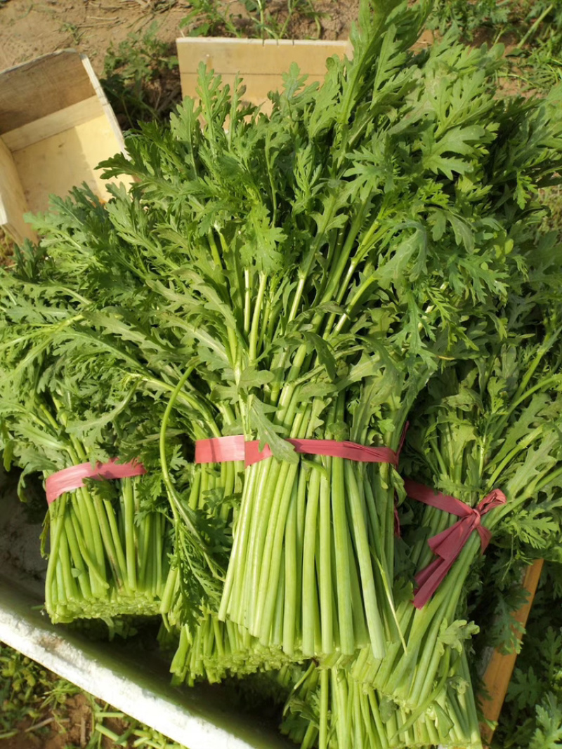 精品茼蒿随时有货全网低价