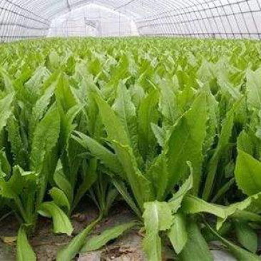 规格齐全油麦菜产地直发量大优惠