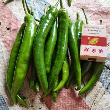 大青椒10cm—25CM（微辣）