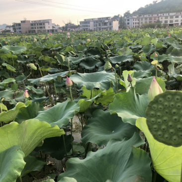 正规货源莲蓬长期供货价格美丽