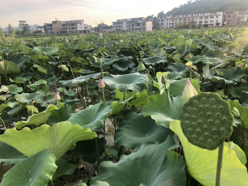 正规货源莲蓬长期供货价格美丽