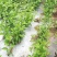 【产地直销】大叶枸杞苗（天精8号）蔬菜市场