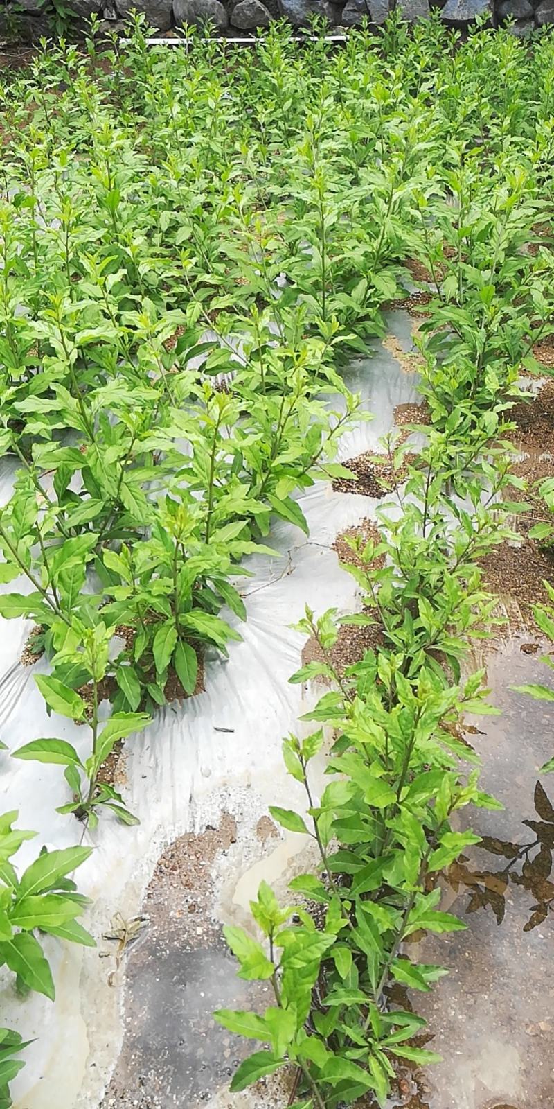 【产地直销】大叶枸杞苗（天精8号）蔬菜市场