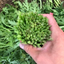 精品茼蒿现货秒发价格美丽