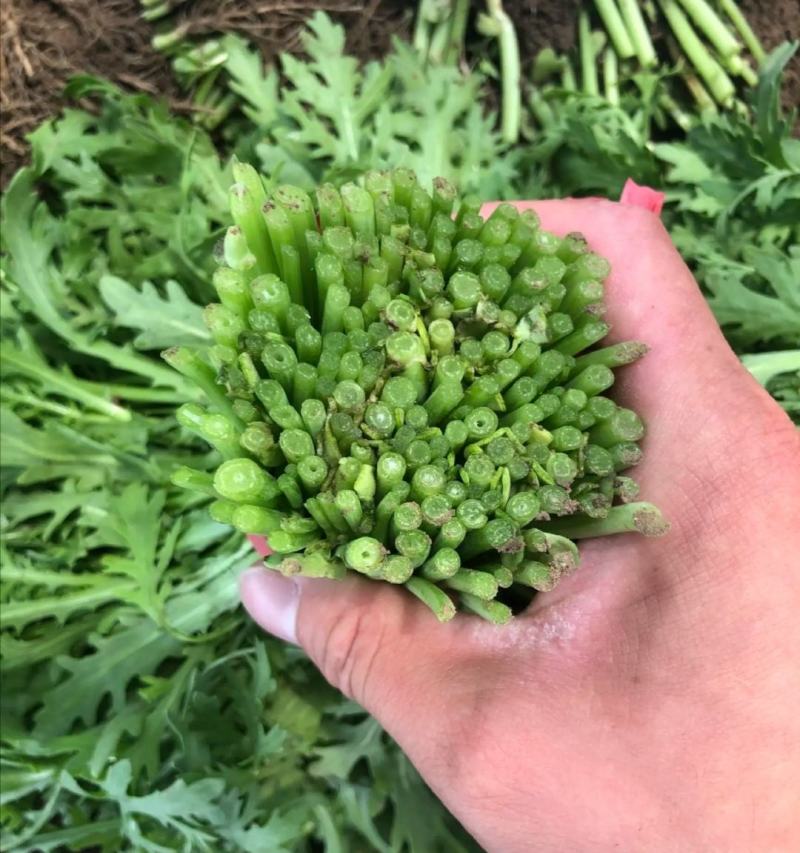精品茼蒿现货秒发价格美丽