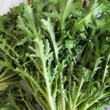 新鲜正宗苦菊，产地直发全网低价