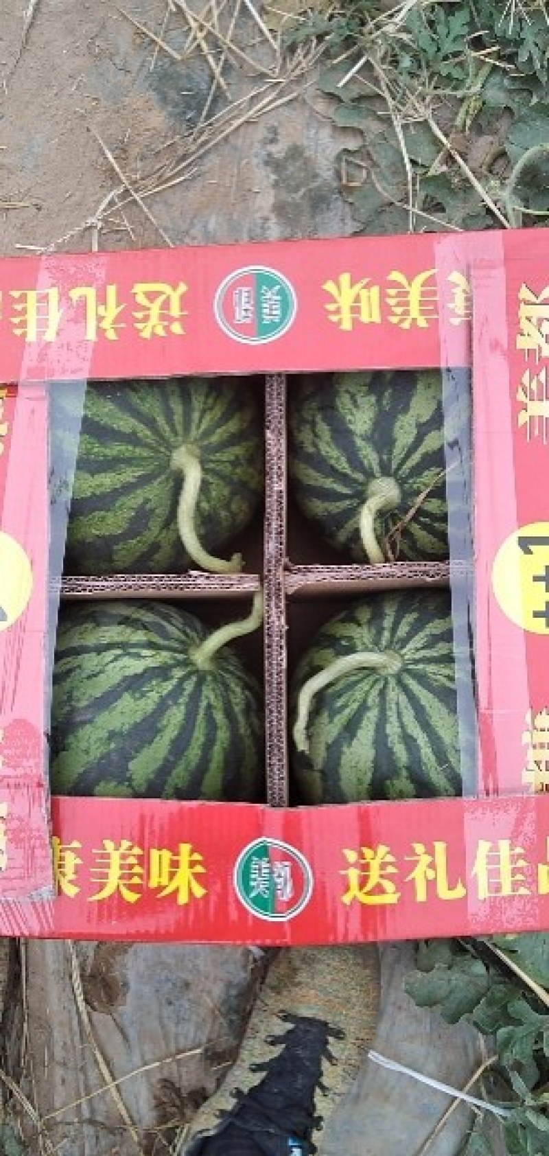 西瓜价格美丽长期供应